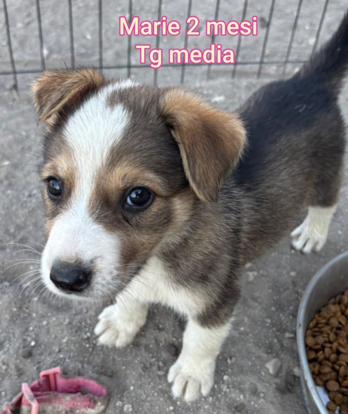 Invisibili cuccioli!