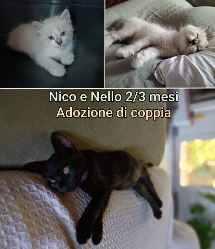 Telefona per adottare un micetto - media 7