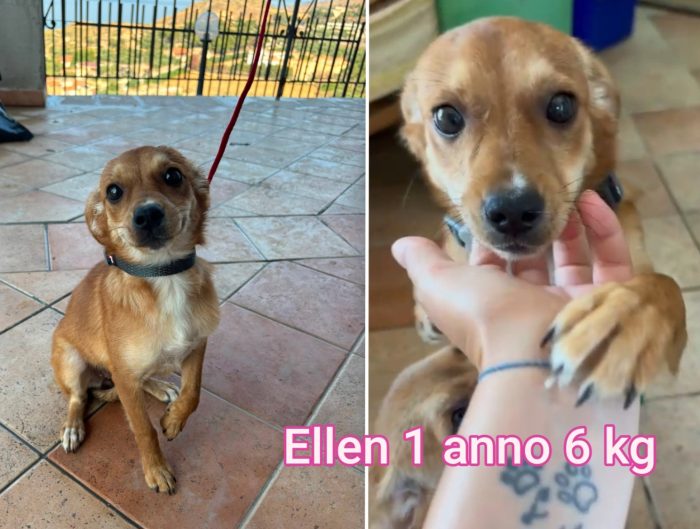 Cani di taglie contenute