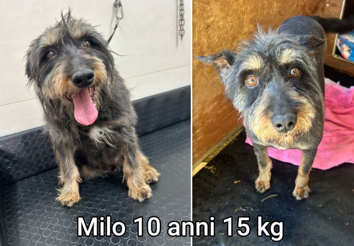 Cani di taglie contenute - media 8