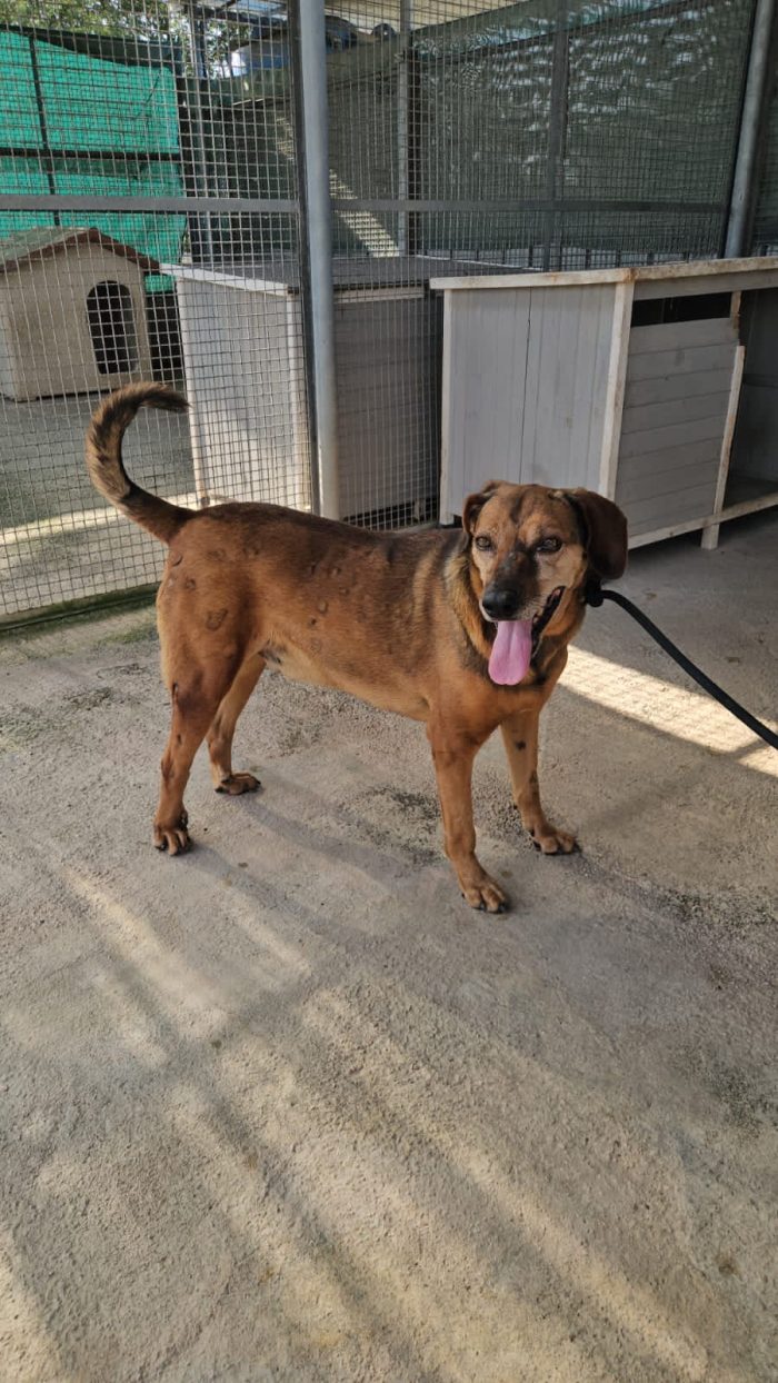 Brown tenero cagnolino cerca casa