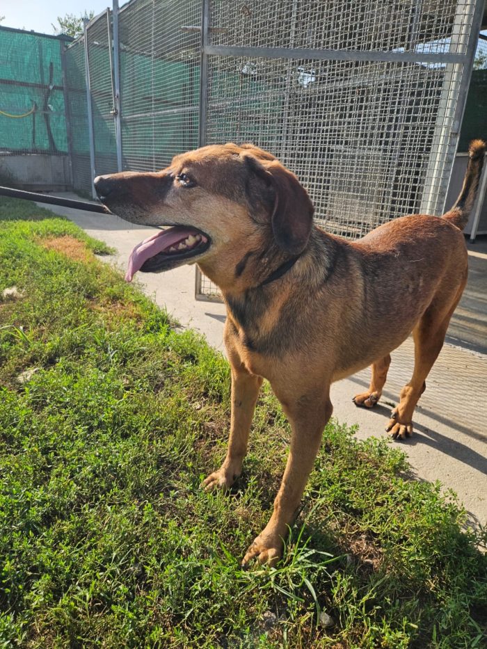 Brown tenero cagnolino cerca casa - media 6