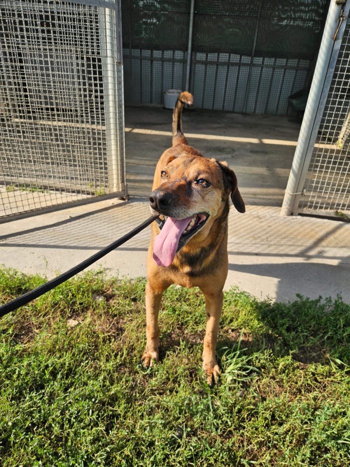 Brown tenero cagnolino cerca casa - media 5