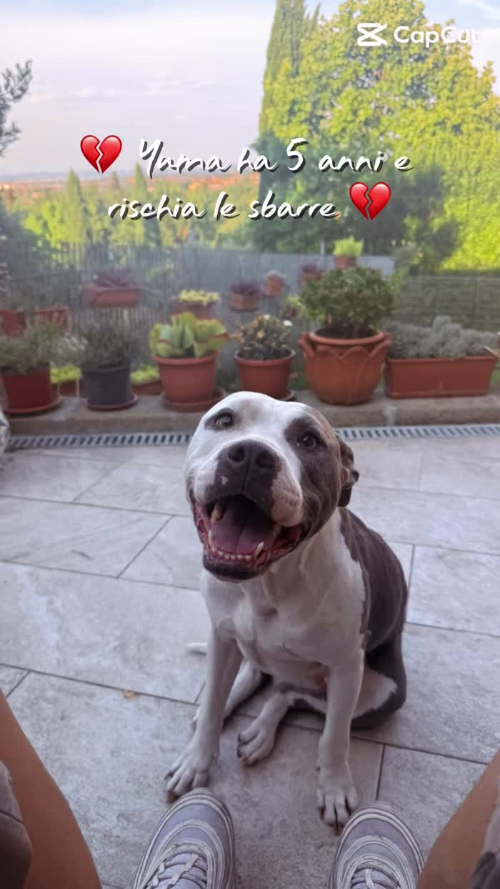 Yuma splendida Amstaff cerca adozione