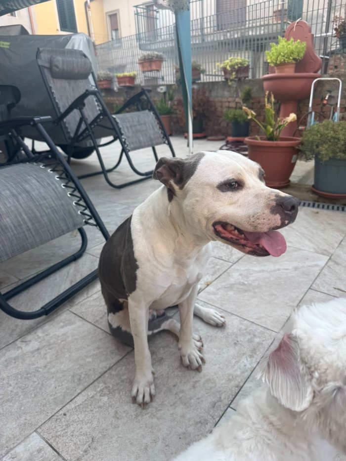 Yuma splendida Amstaff cerca adozione