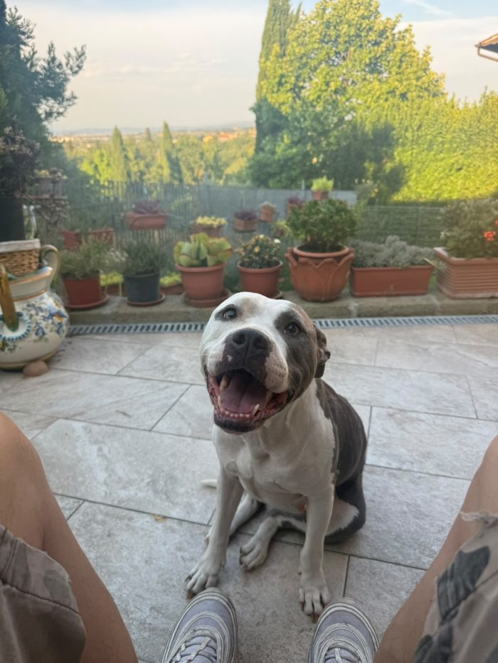 Yuma splendida Amstaff cerca adozione
