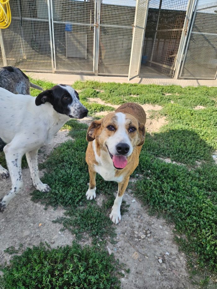 Lea splendida dolce cagnolina cerca casa