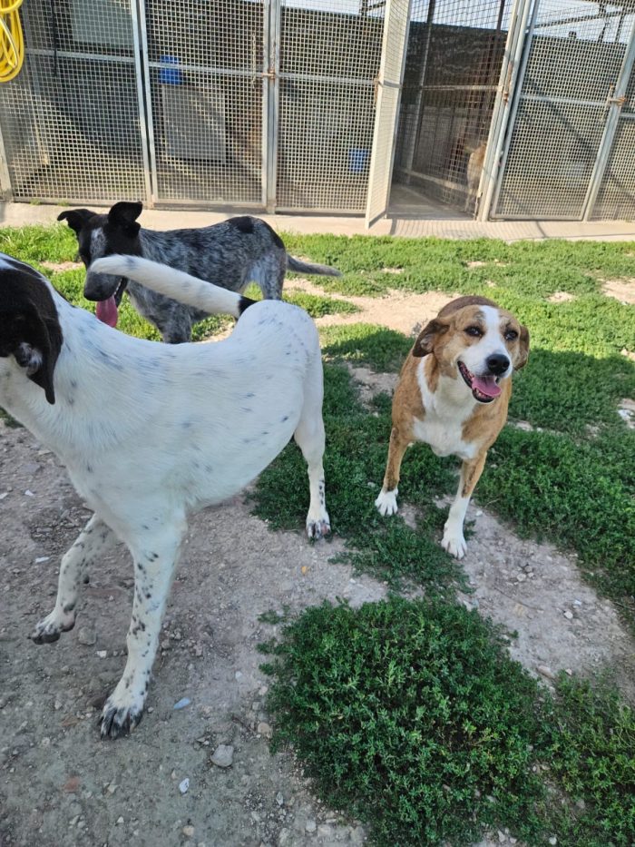 Lea splendida dolce cagnolina cerca casa