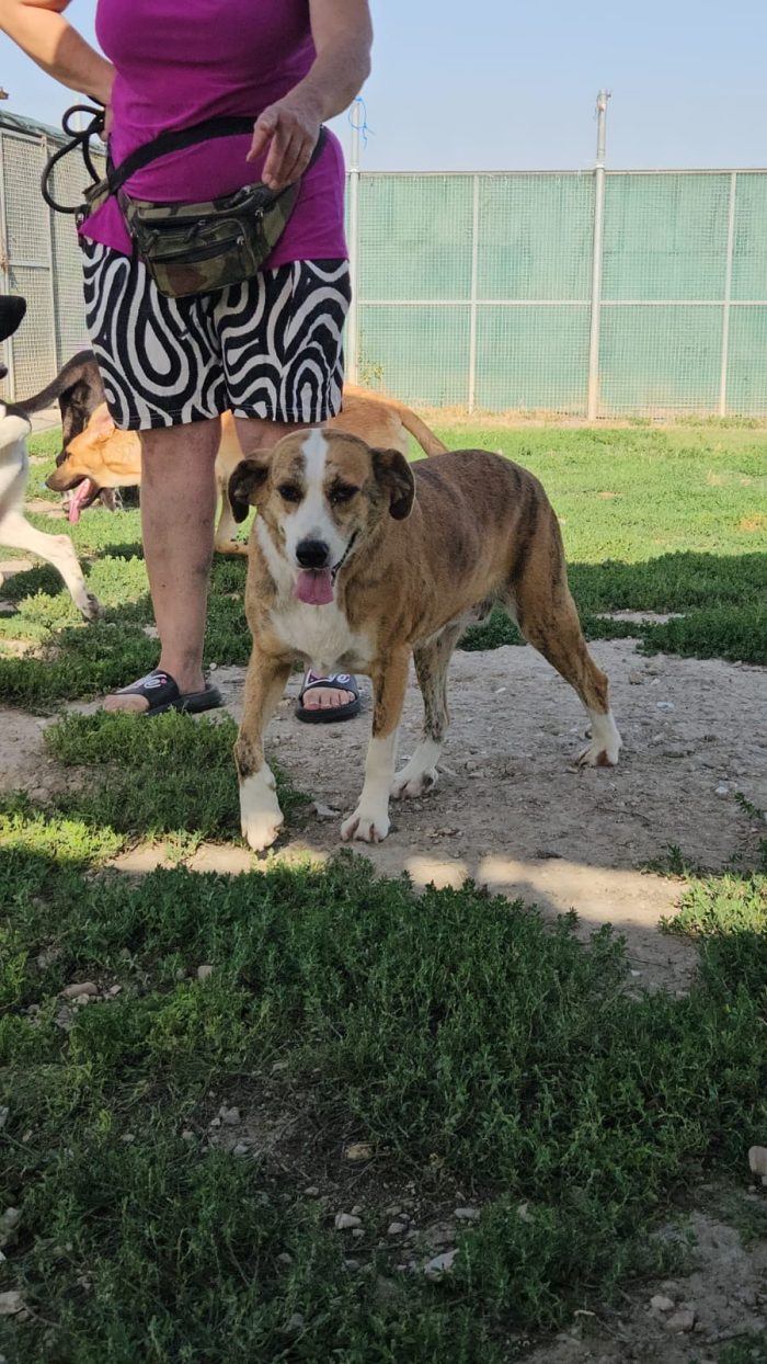 Lea splendida dolce cagnolina cerca casa