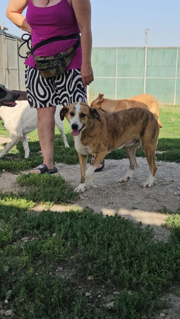 Lea splendida dolce cagnolina cerca casa - media 7