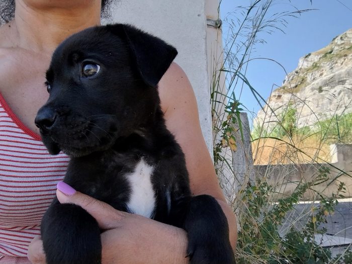 Cucciolo cerca casa - media 5