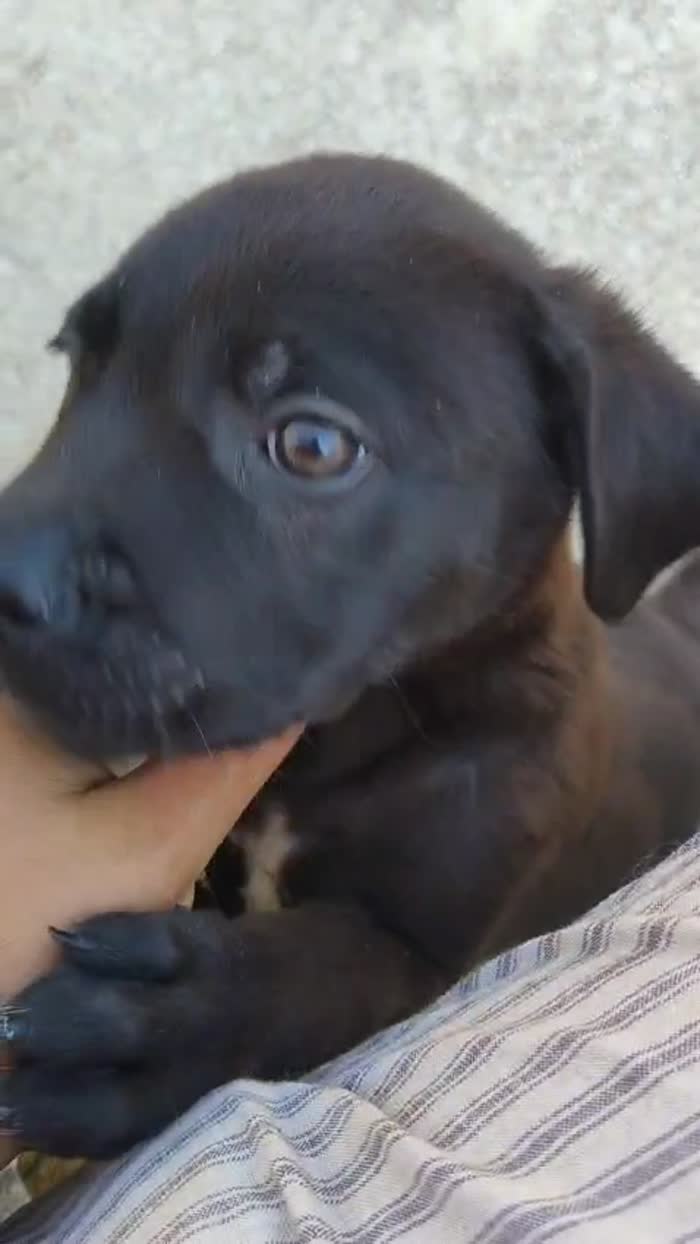 Cucciolo cerca casa - media 6