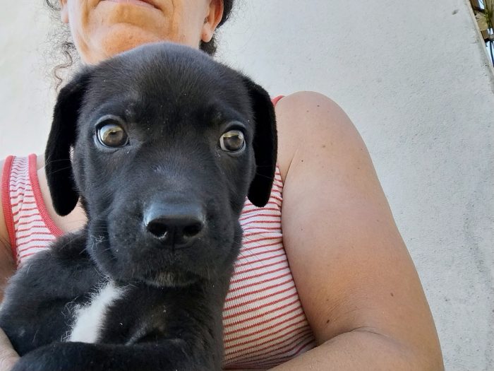 Cucciolo cerca casa