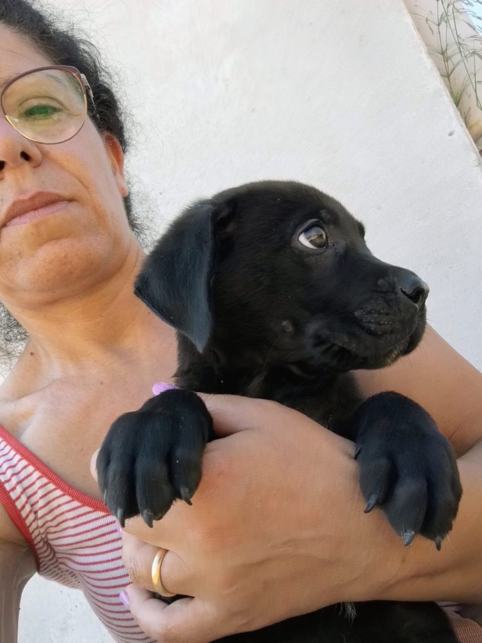 Cucciolo cerca casa - media 4