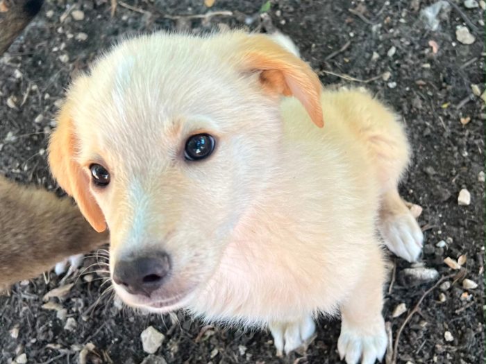 zafiro, cucciola e giocherellona