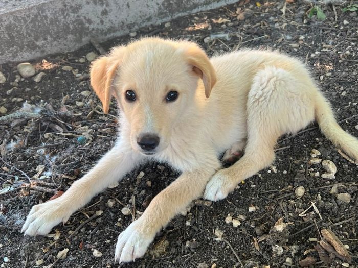 zafiro, cucciola e giocherellona