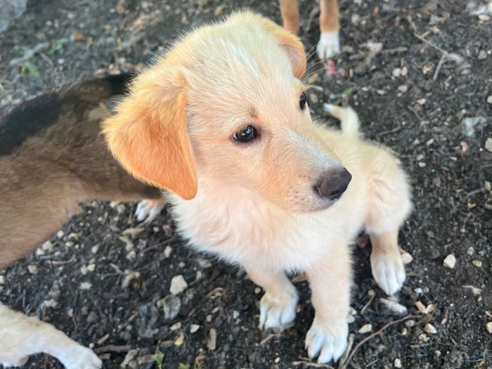 zafiro, cucciola e giocherellona