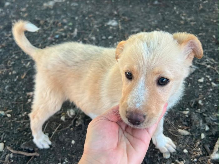stellina, cucciola e giocherellona