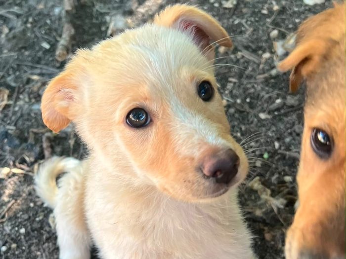 stellina, cucciola e giocherellona