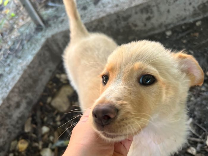 stellina, cucciola e giocherellona