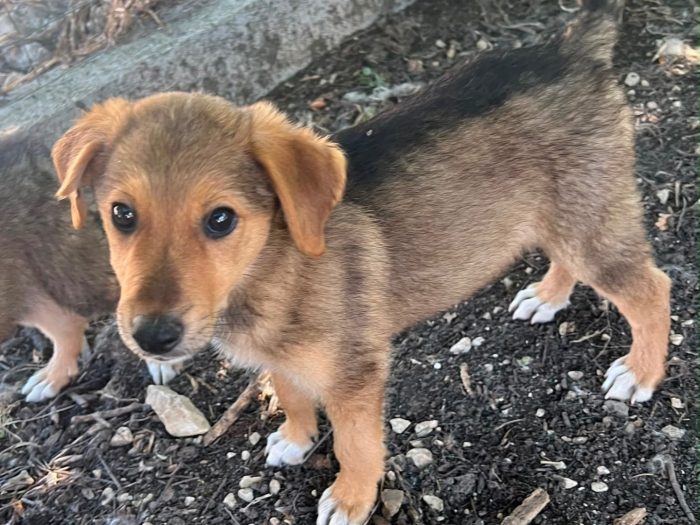 Aiko, cucciolo e giocherellone