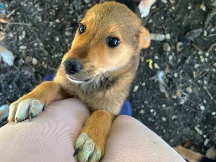 Aiko, cucciolo e giocherellone