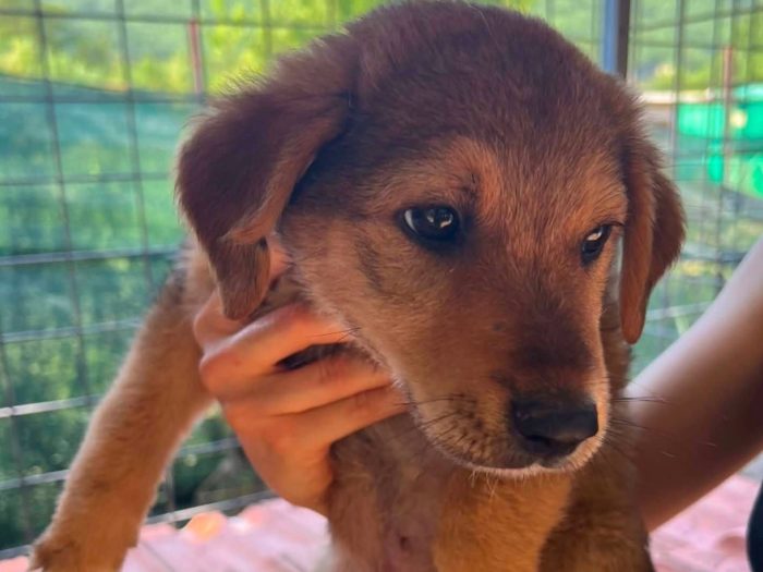 Aiko, cucciolo e giocherellone