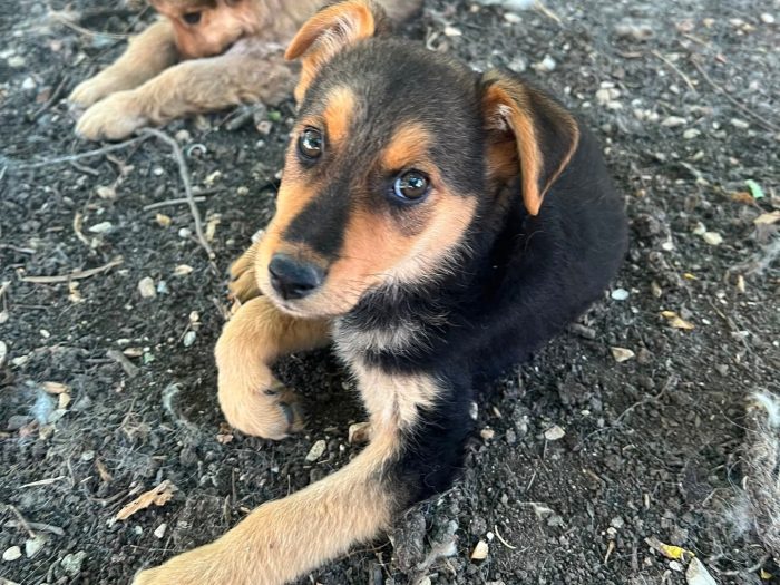 zoe, cucciola e giohcerellona