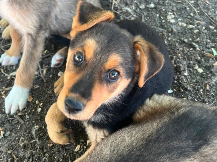 zoe, cucciola e giohcerellona