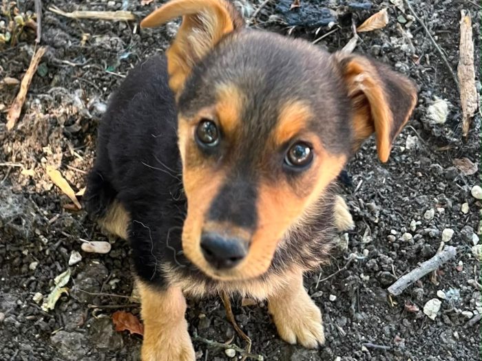zoe, cucciola e giohcerellona