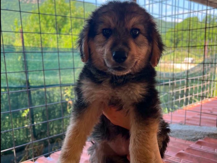 Arya, cucciola e giohcerellona - media 4