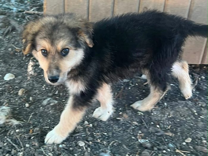 Arya, cucciola e giohcerellona