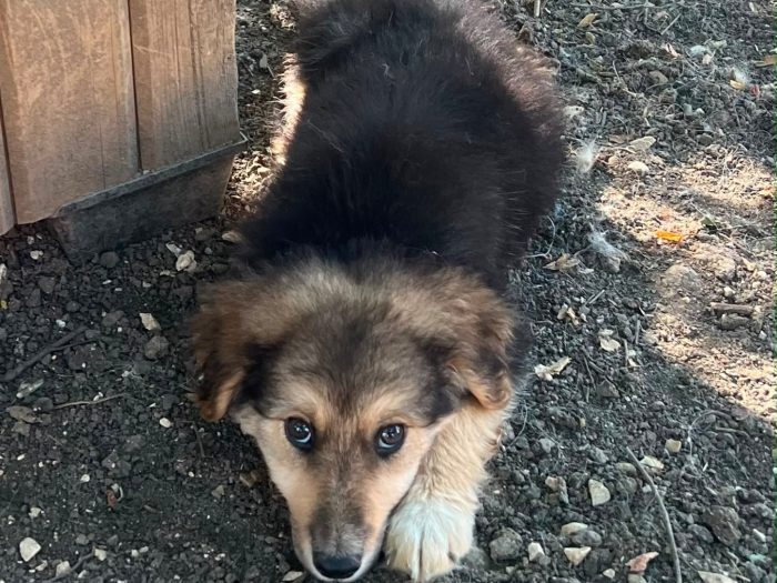 Arya, cucciola e giohcerellona