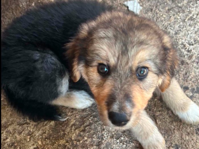 Arya, cucciola e giohcerellona