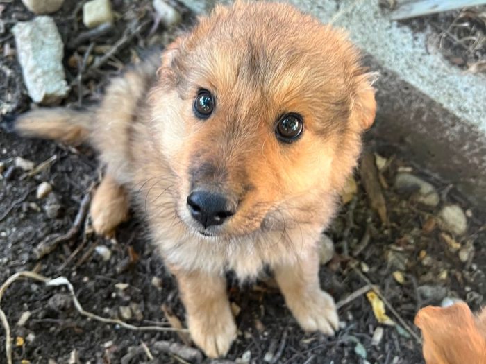 linus, cucciolo e giocherellone