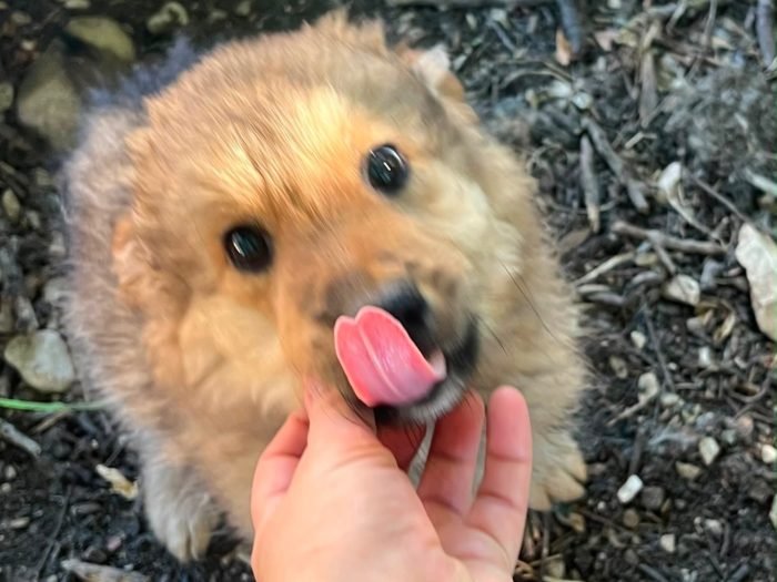 linus, cucciolo e giocherellone