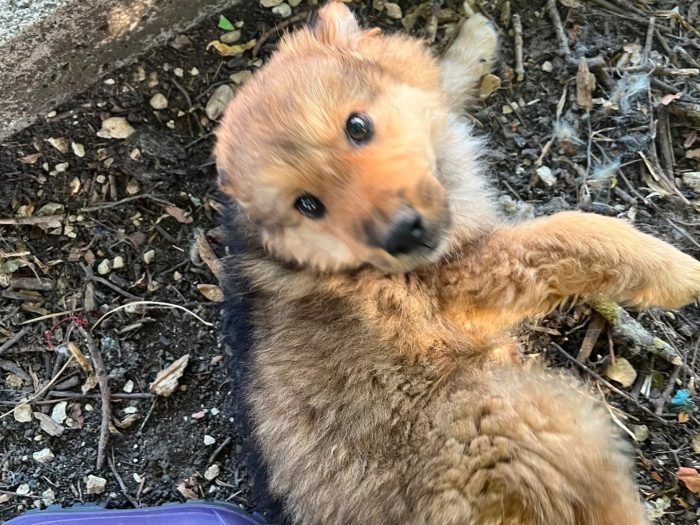 linus, cucciolo e giocherellone