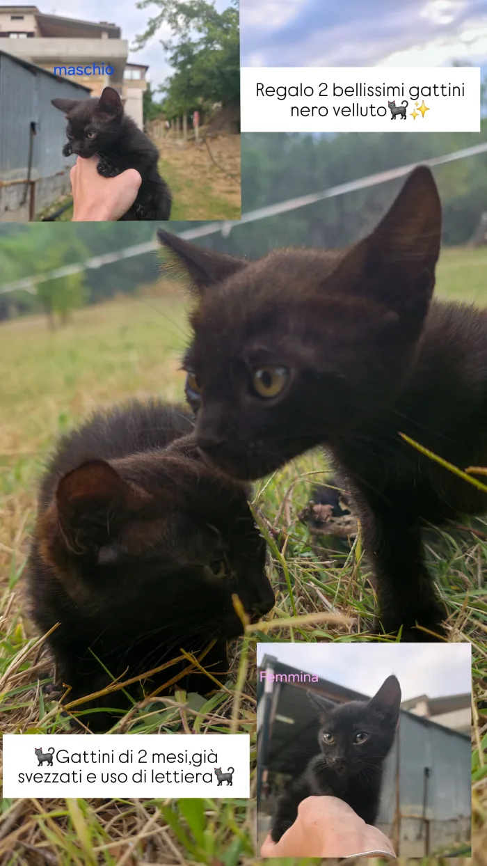 Regalo 2 gattini bellissimi e dolcissimi