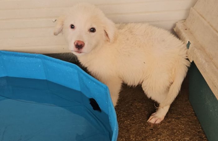 Lella: 3 mesi taglia media