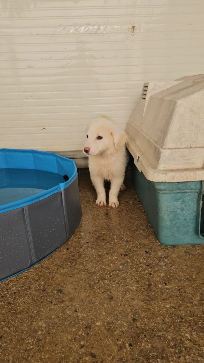 Lella: 3 mesi taglia media - media 7