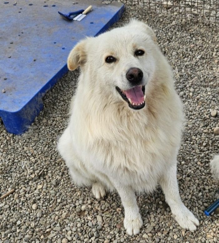5anni,2 a catena,da 3 in box.SOS MIRACOLO CASA CON GIARDINO. NOVARA