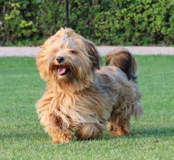 Cagnolini di piccola taglia cercano urgente adozione