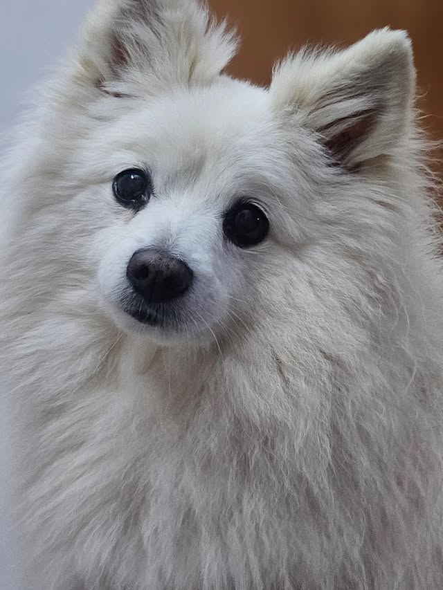 Cagnolini di piccola taglia cercano urgente adozione