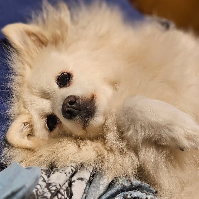 Cagnolini di piccola taglia cercano urgente adozione - media 4