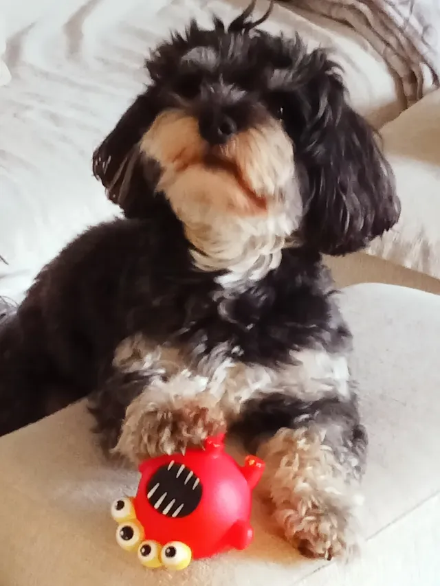 Cagnolini di piccola taglia cercano urgente adozione - media 7