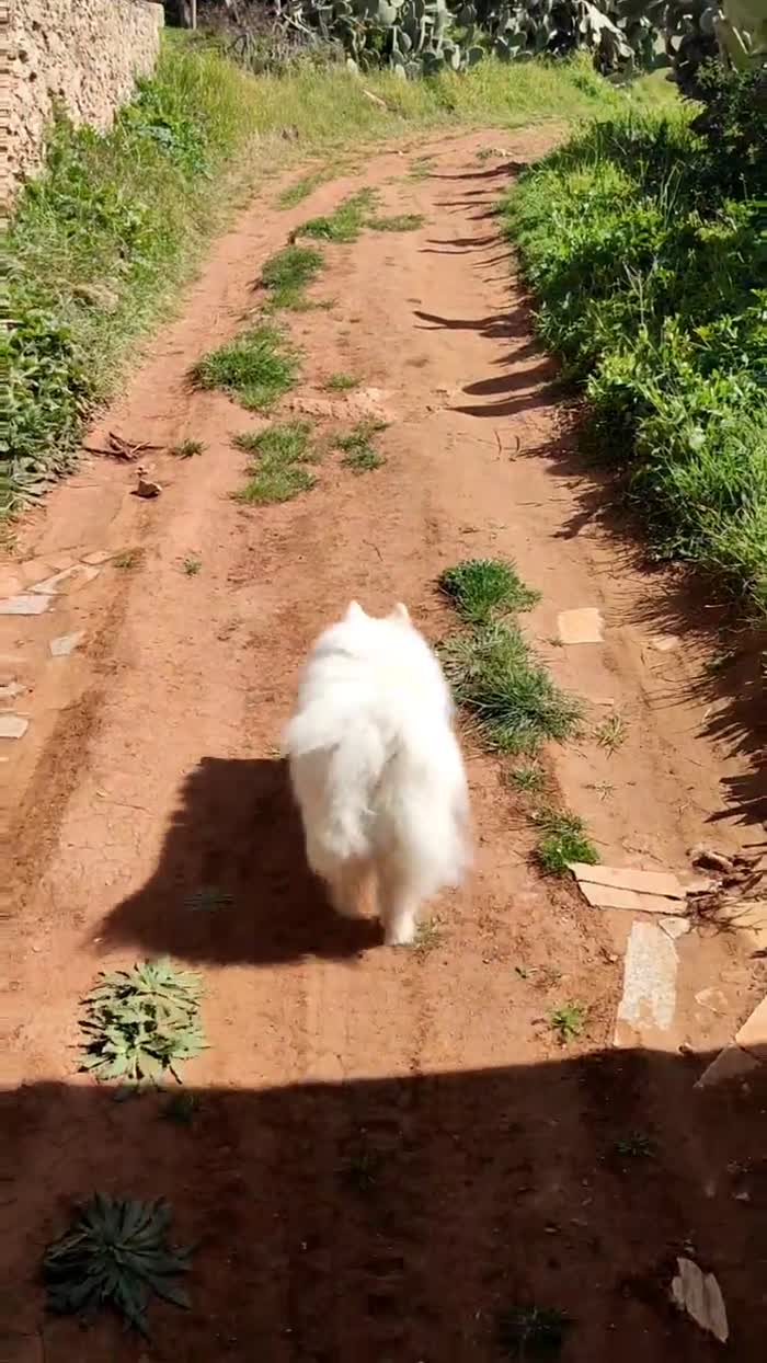 Cagnolini di piccola taglia cercano urgente adozione - media 10