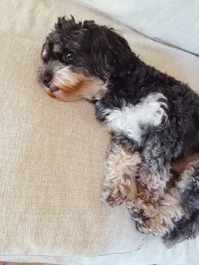 Cagnolini di piccola taglia cercano urgente adozione - media 8
