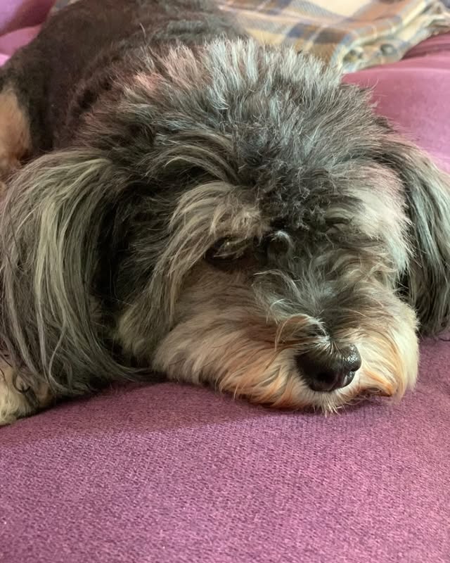 Cagnolini di piccola taglia cercano urgente adozione - media 9