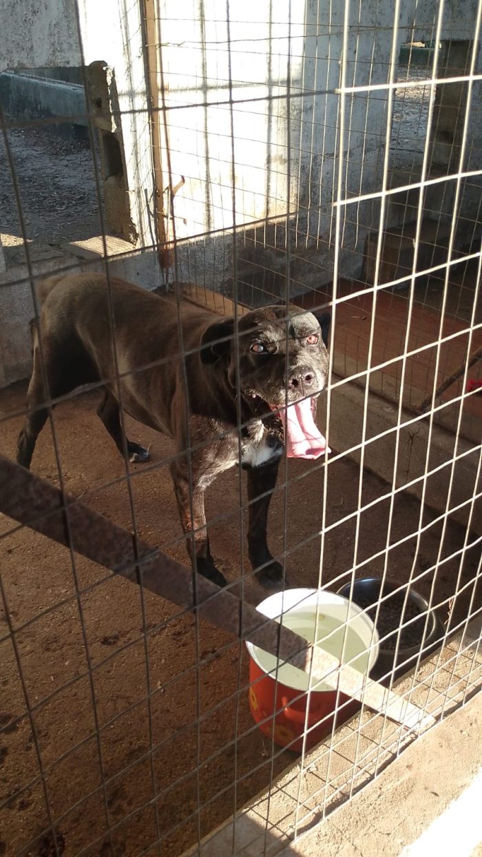 Thor splendido simil Cane Corso cerca casa