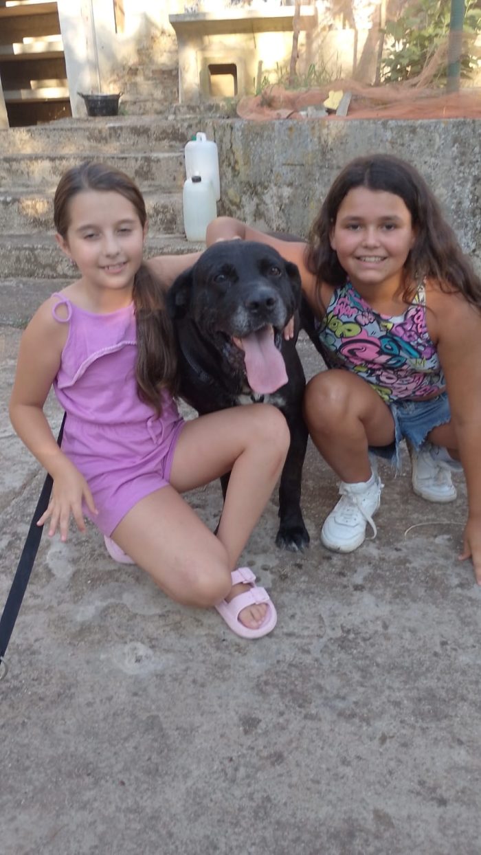 Thor splendido simil Cane Corso cerca casa